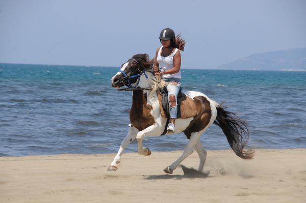Horse Safari